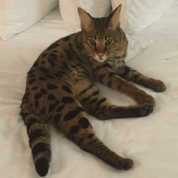 Meet your Posher, Anna - Picture 2 of 5